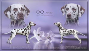QQ - Wurf vom Teutoburger Wald - Vater: Ch. Spotdog's Jumping Jack und Mutter: Ch. Droplet Design vom Teutoburger Wald