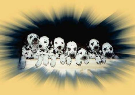 A - Wurf vom Teutoburger Wald