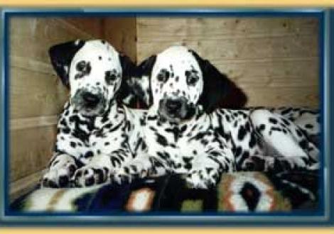 Aramis & Amparo (7 Wochen)