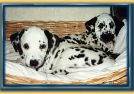 Alissia & Amparo (8 Wochen)