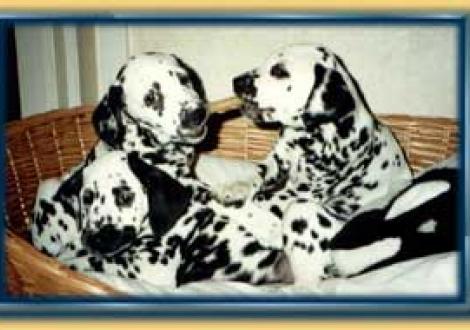 Amparo, Arielle & Antaris (8 Wochen)