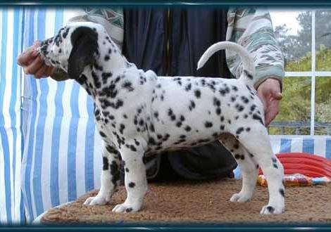 Irresistible Tequila