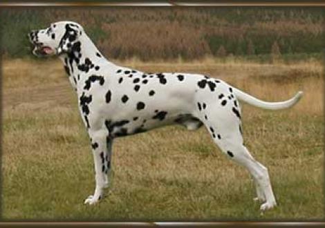 Iceman (16 Monate) Deutscher Jugend Champion