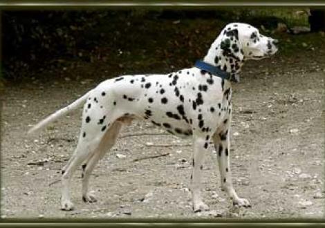 Issad gen. Oskar (18 Monate)