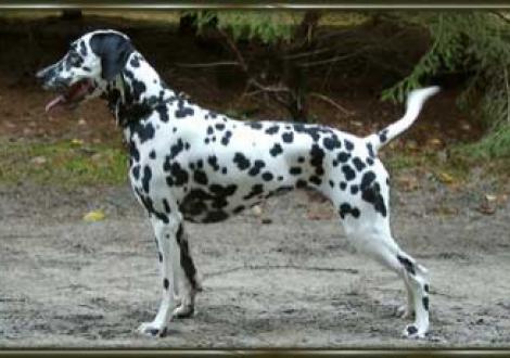 Irresistible Tequila (20 Monate)