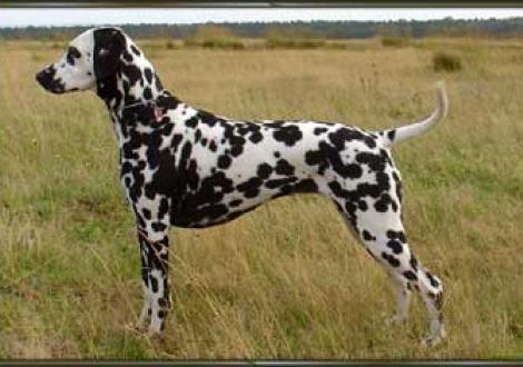 Indirah (2 1/2 Jahre)