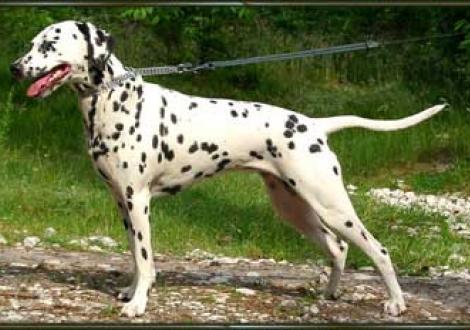 Indian-Magic (3 1/2 Jahre)