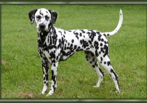 Iscaya gen. Inka (18 Monate)