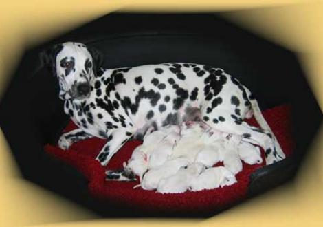 Bilder von unserem K-Wurf 1. Woche