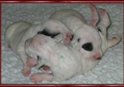 Plattenkönigin mit ihrem Plattenkönig (6.Tag)