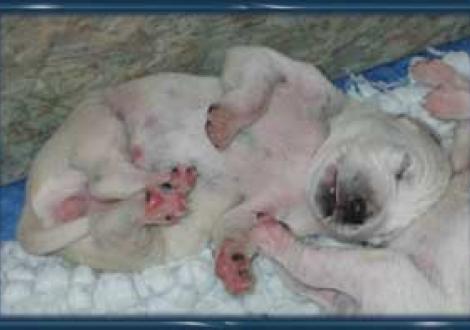 ...kleine Teerschnute (6. Tag)