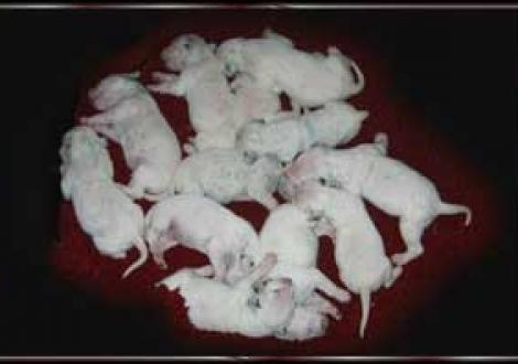 unser flottes Dutzend (7. Tag)