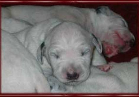 ...süße Träume (7. Tag)