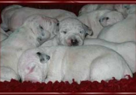 lass mich dein Ohr knabbern! (7. Tag)