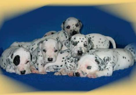 Bilder von unserem K-Wurf 3. Woche