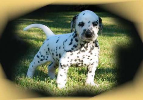 Bilder von unserem K-Wurf 4. Woche