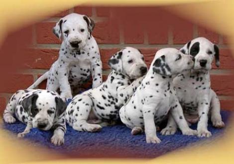 Bilder von unserem K-Wurf 5. Woche