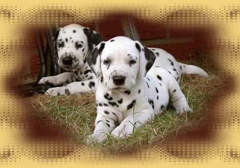 Bilder von unserem K-Wurf 6. Woche