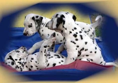 Bilder von unserem K-Wurf 7. Woche