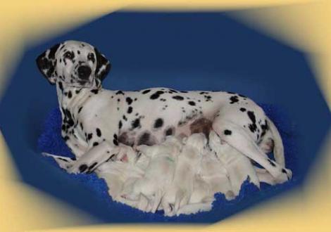 Bilder von unserem L-Wurf Wurftag: 29.12.2003