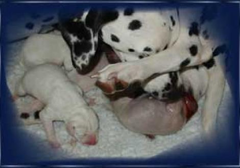 da kommt wieder einer! (Geburt)