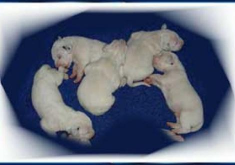 Fünf auf einen Streich (6. Tag)