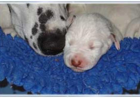 Schnauzenvergleich! (6. Tag)