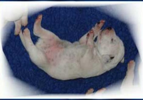 Guck, ich hab schon Punkte am Bauch! (6. Tag)