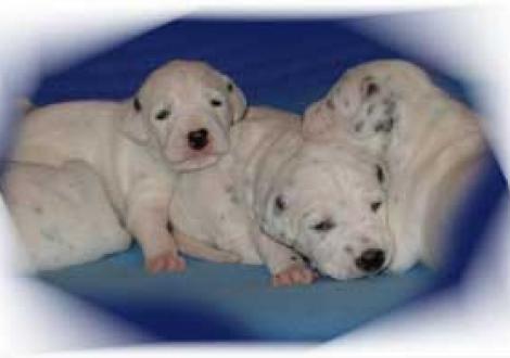 Laval mit seinen beiden Schwestern