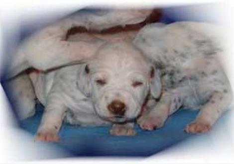 süße Braunschnute Latoya!