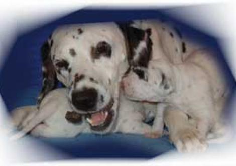 Latoya ist sehr an Mama's Pansen interessiert!