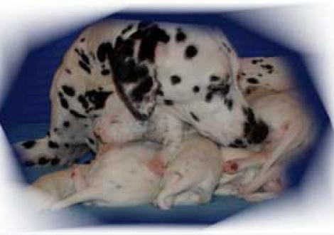 ...immer dieses ständige Popolecken!