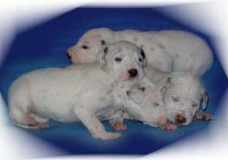 Die Braunis sind immer dabei!