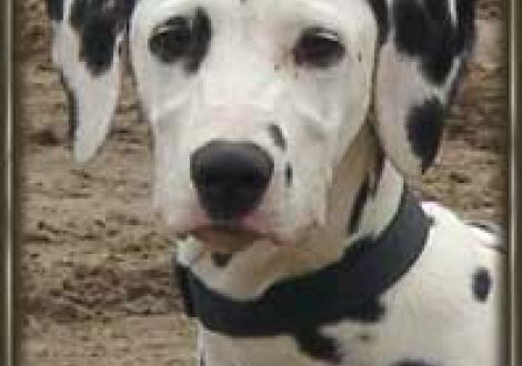 Laval (4 1/2 Monate)