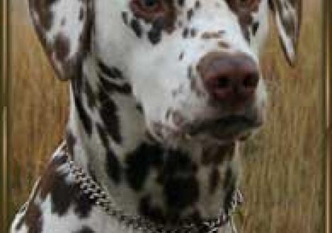 Latoya (10 Monate) Europajugendsiegerin