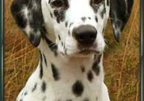 Lenja-Ladia (12 Monate)