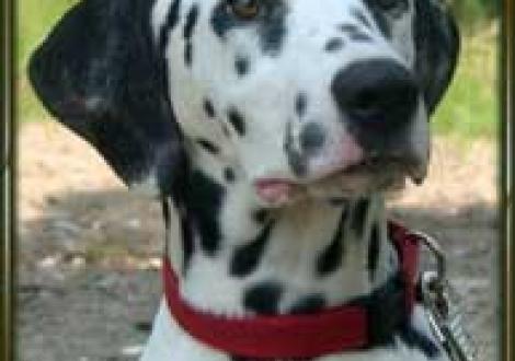 La Luna (5 1/2 Monate)