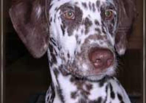 Lysana gen. Lara (4 Monate)