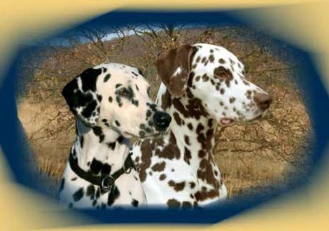 Die stolzen Eltern unseres L-Wurfes vom Teutoburger Wald