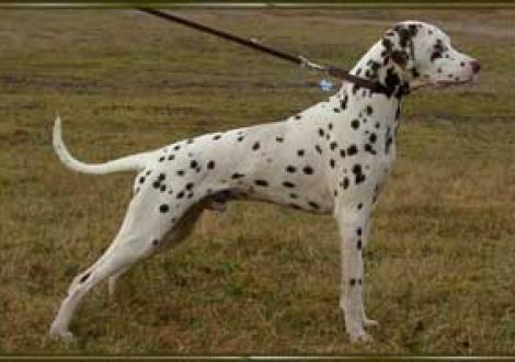 Lennox-Louis (12 Monate)