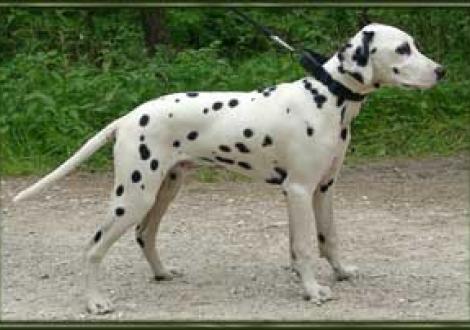 Laval (4 1/2 Monate)