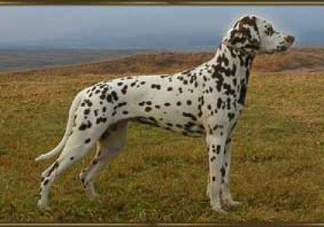 Latoya (11 Monate) Deutscher Champion VDH & DDC