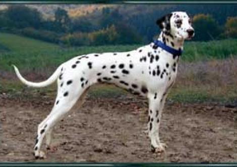 Lenja-Ladia (12 Monate)