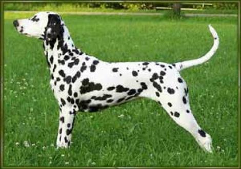 Lewana (3 Jahre) Deutscher Champion