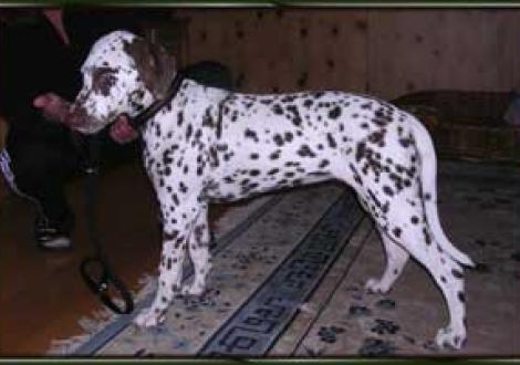 Lysana gen. Lara (4 Monate)