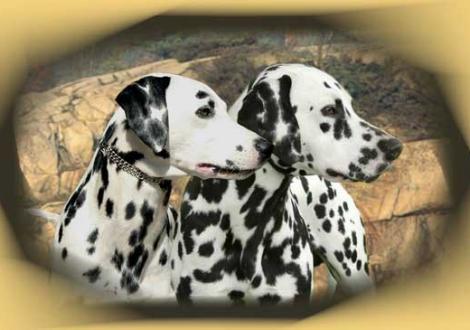 Die stolzen Eltern unseres M-Wurfes Jameela vom Teutoburger Wald