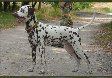 Marlow vom Teutoburger Wald (6 Monate)