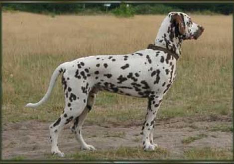 Marlow vom Teutoburger Wald (6 Monate)