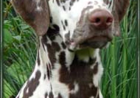 Marlow vom Teutoburger Wald (6 Monate)