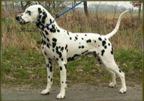 Moafez vom Teutoburger Wald gen. Mo (2Jahre)